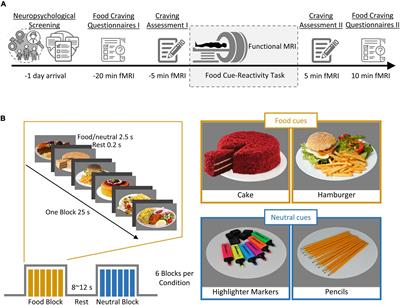 Task-Dependent Effective Connectivity of the Reward Network During Food Cue-Reactivity: A Dynamic Causal Modeling Investigation